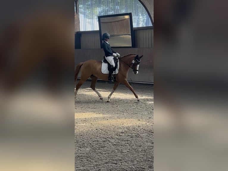 Deutsches Reitpony Stute 5 Jahre 148 cm Fuchs in LimeshainLimeshain