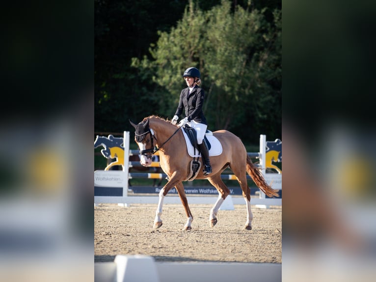 Deutsches Reitpony Stute 5 Jahre 148 cm Fuchs in LimeshainLimeshain