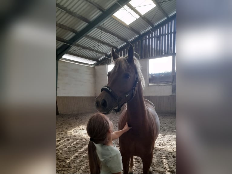 Deutsches Reitpony Stute 5 Jahre 148 cm Fuchs in Mauerbach