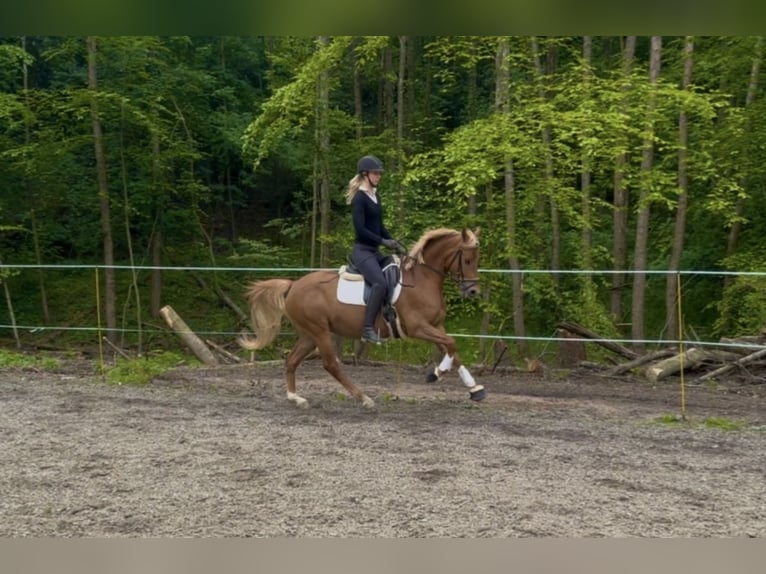 Deutsches Reitpony Stute 5 Jahre 148 cm Fuchs in Mauerbach