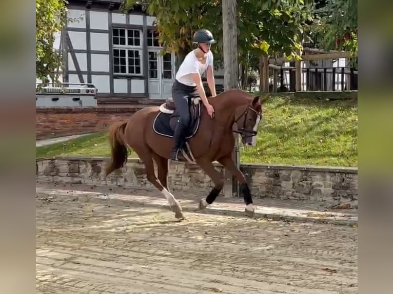 Deutsches Reitpony Stute 5 Jahre 148 cm Fuchs in Osnabr&#xFC;ck