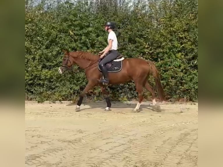Deutsches Reitpony Stute 5 Jahre 148 cm Fuchs in Osnabr&#xFC;ck