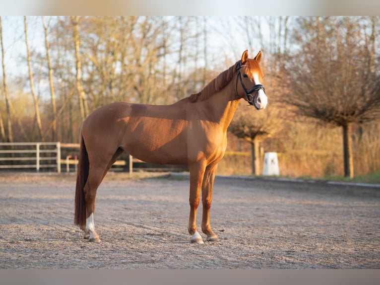 Deutsches Reitpony Stute 5 Jahre 148 cm Fuchs in Hamburg Iserbrook