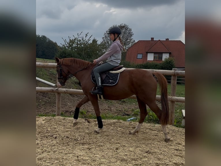 Deutsches Reitpony Stute 5 Jahre 148 cm Fuchs in Osnabrück Deutsches Reitpony Stute 5 Jahre 148 cm Fuchs in Osnabrück