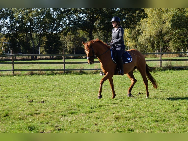 Deutsches Reitpony Stute 5 Jahre 148 cm Fuchs in Lastrup