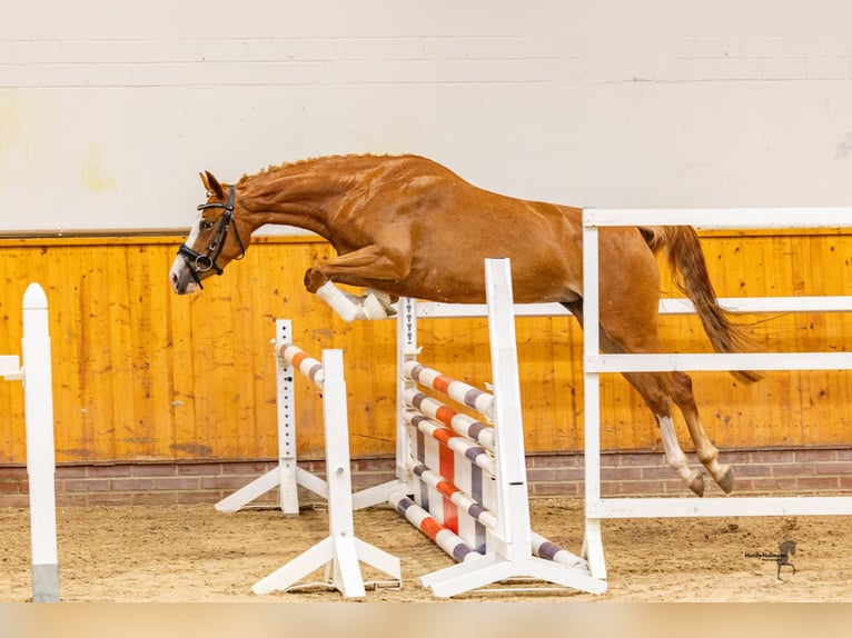 Deutsches Reitpony Stute 5 Jahre 148 cm Fuchs in Neuenhaus