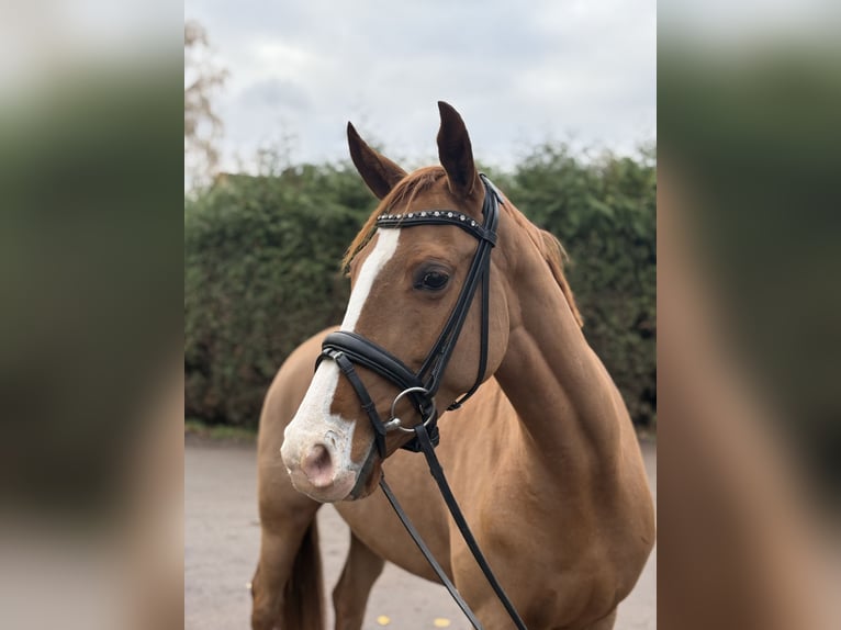 Deutsches Reitpony Stute 5 Jahre 148 cm Fuchs in Langenselbold