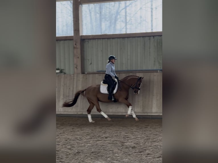 Deutsches Reitpony Stute 5 Jahre 148 cm Fuchs in Langenselbold