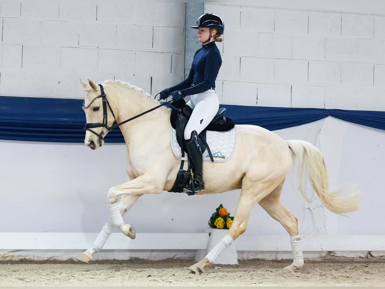 Deutsches Reitpony Stute 5 Jahre 148 cm Palomino in Marsberg