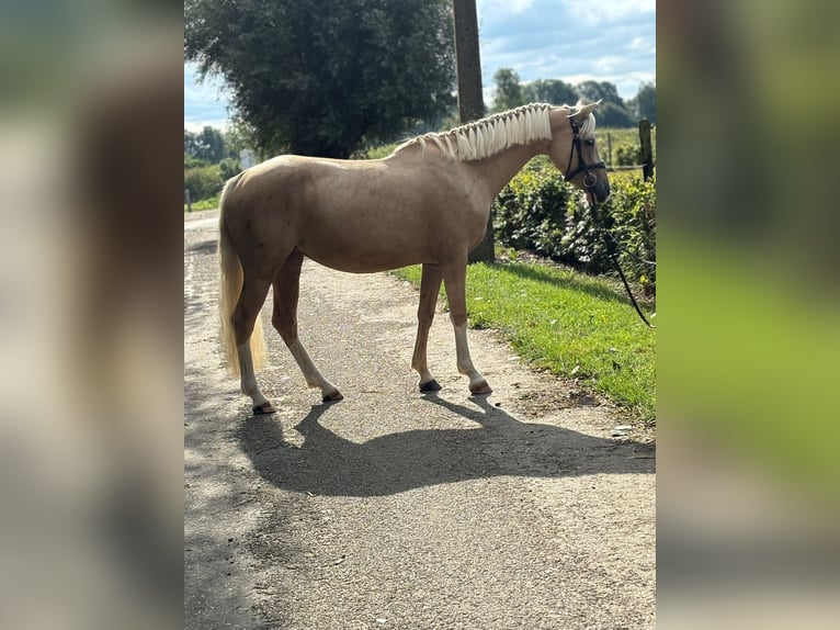 Deutsches Reitpony Stute 5 Jahre 148 cm Palomino in Maaseik