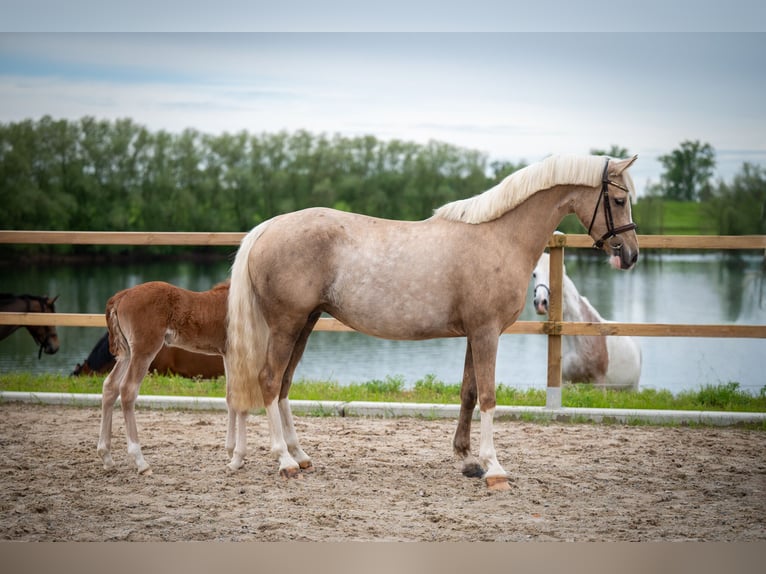 Deutsches Reitpony Stute 5 Jahre 148 cm Palomino in Maaseik