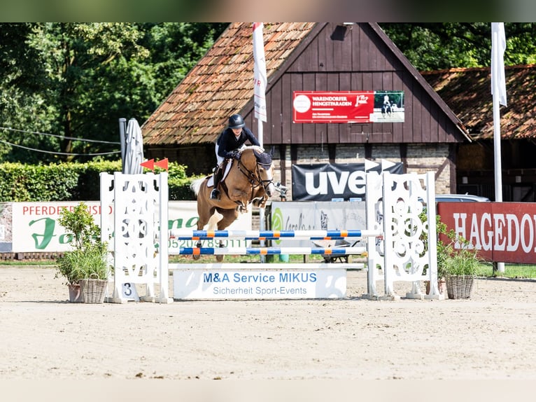 Deutsches Reitpony Stute 5 Jahre 148 cm Palomino in Wahrenholz