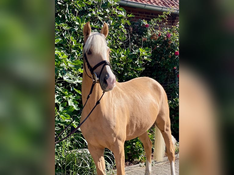 Deutsches Reitpony Stute 5 Jahre 148 cm Palomino in Wahrenholz