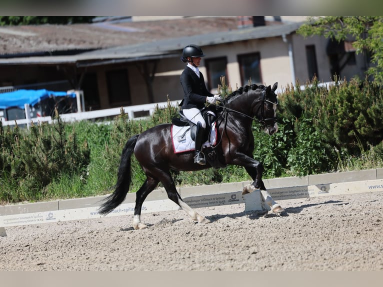 Deutsches Reitpony Stute 5 Jahre 148 cm Rappe in Ph&#xF6;ben