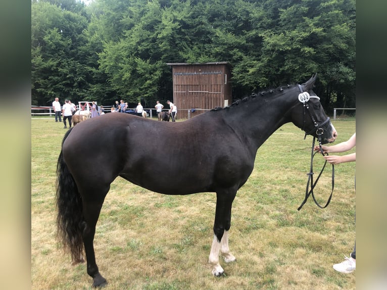 Deutsches Reitpony Stute 5 Jahre 148 cm Rappe in Wollershausen