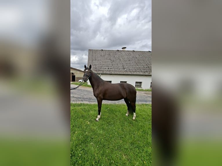 Deutsches Reitpony Stute 5 Jahre 148 cm Rappe in Wickede