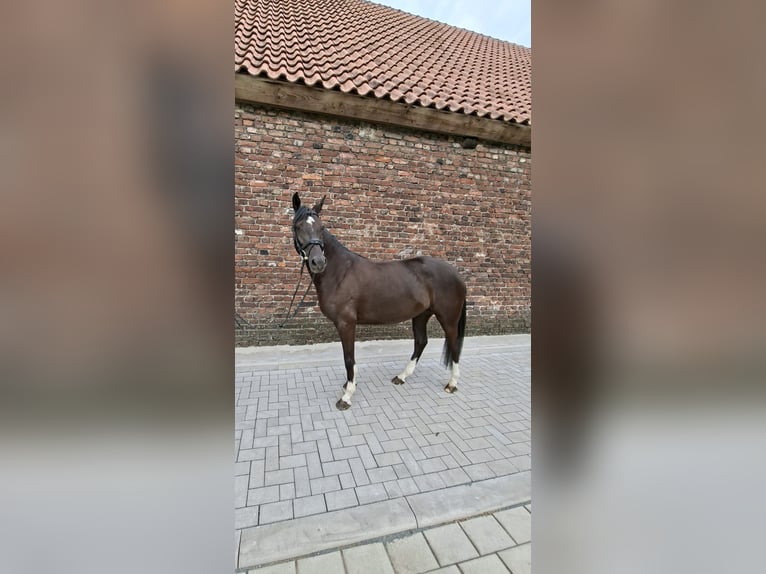Deutsches Reitpony Stute 5 Jahre 148 cm Rappe in Wickede