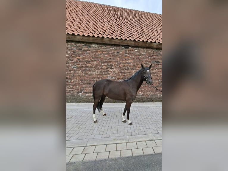 Deutsches Reitpony Stute 5 Jahre 148 cm Rappe in Wickede