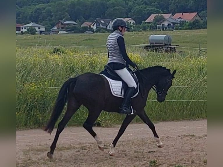 Deutsches Reitpony Stute 5 Jahre 148 cm Rappe in Markvippach