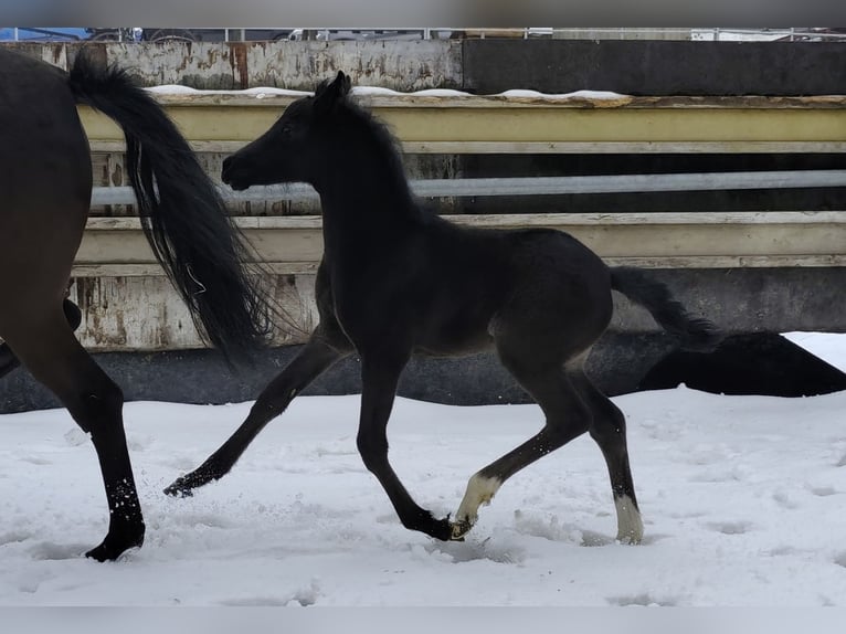 Deutsches Reitpony Stute 5 Jahre 148 cm Rappe in Markvippach