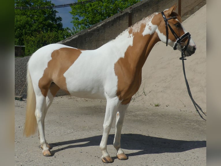 Deutsches Reitpony Stute 5 Jahre 148 cm Schecke in Gescher