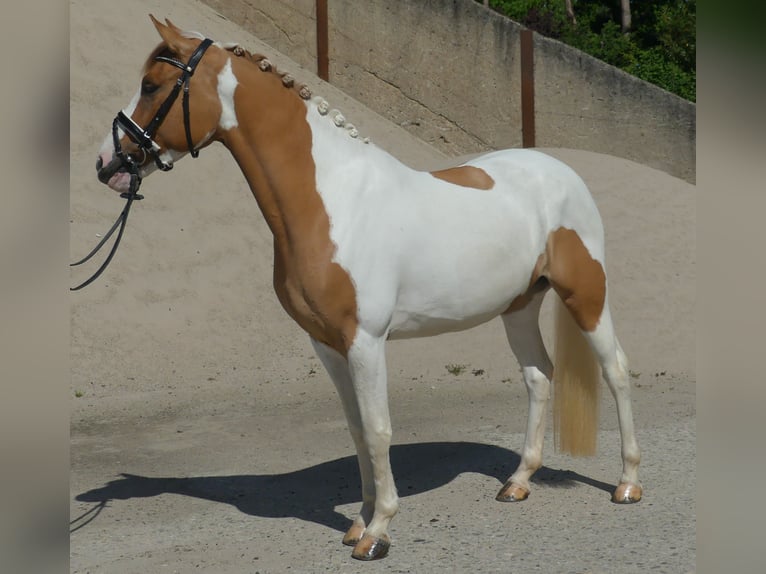 Deutsches Reitpony Stute 5 Jahre 148 cm Schecke in Gescher