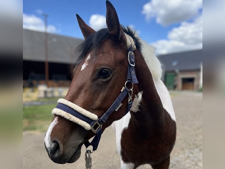Deutsches Reitpony Stute 5 Jahre 148 cm Schecke in Köln