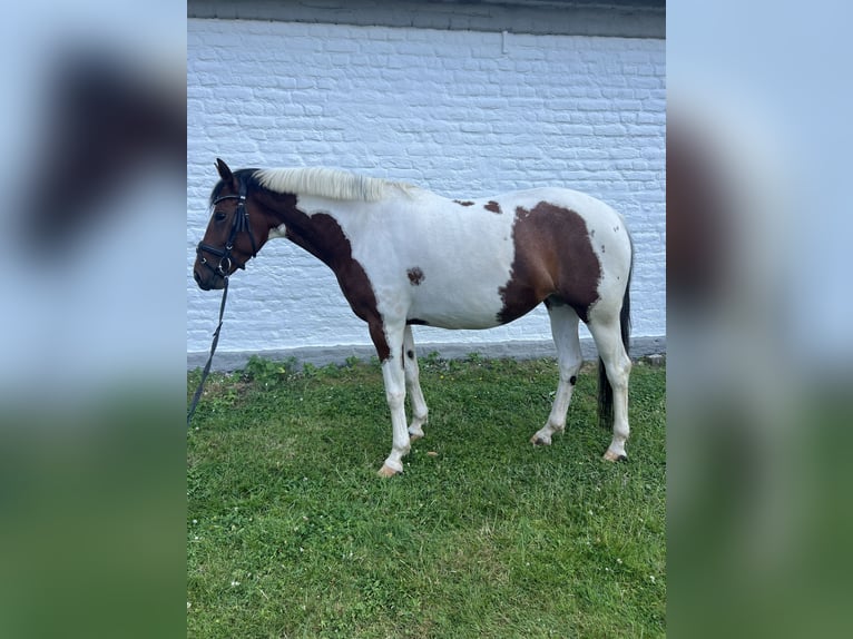 Deutsches Reitpony Stute 5 Jahre 148 cm Schecke in Köln