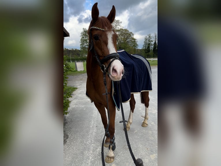 Deutsches Reitpony Stute 5 Jahre 148 cm in Verl