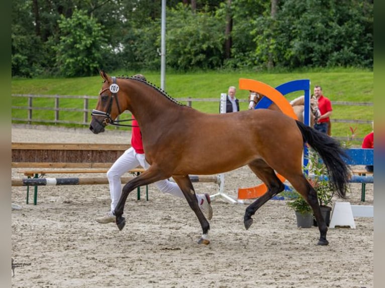 Deutsches Reitpony Stute 5 Jahre 149 cm Brauner in Cappeln
