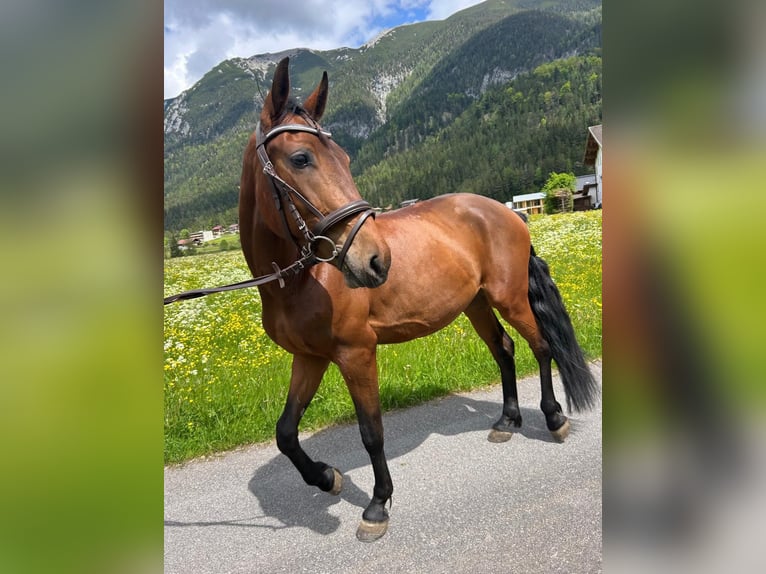Deutsches Reitpony Mix Stute 5 Jahre 149 cm Brauner in Achenkirch