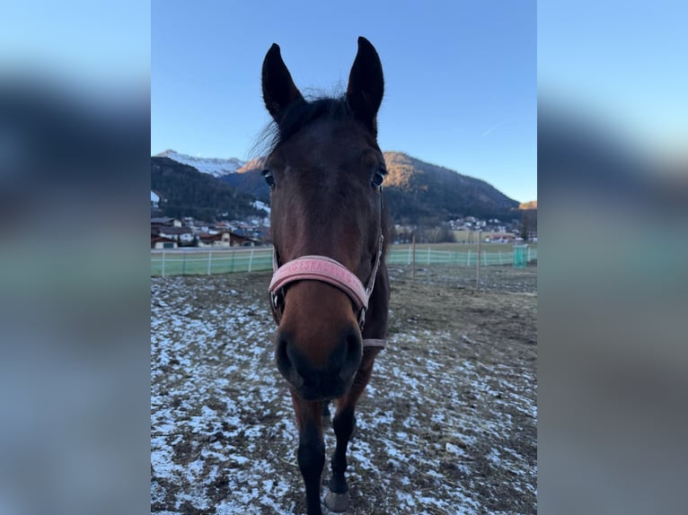 Deutsches Reitpony Mix Stute 5 Jahre 149 cm Brauner in Achenkirch