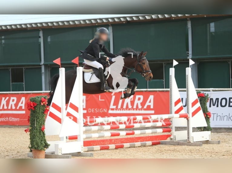 Deutsches Reitpony Mix Stute 5 Jahre 149 cm Brauner in Achenkirch