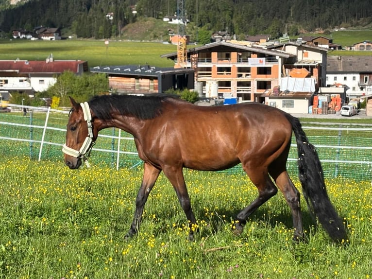 Deutsches Reitpony Mix Stute 5 Jahre 149 cm Brauner in Achenkirch