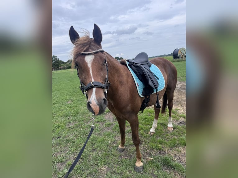 Deutsches Reitpony Stute 5 Jahre 149 cm Fuchs in Nieuw-Roden