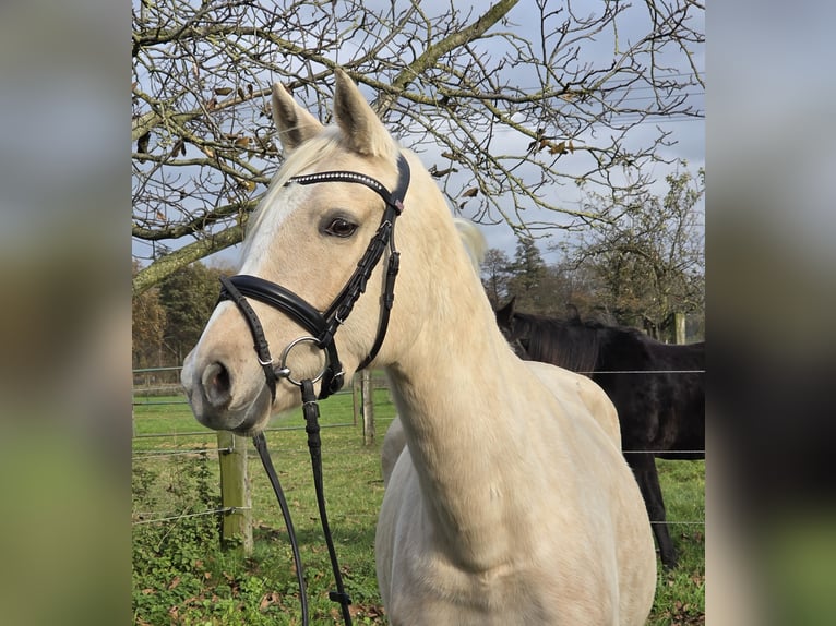 Deutsches Reitpony Stute 5 Jahre 149 cm Palomino in Wachtendonk