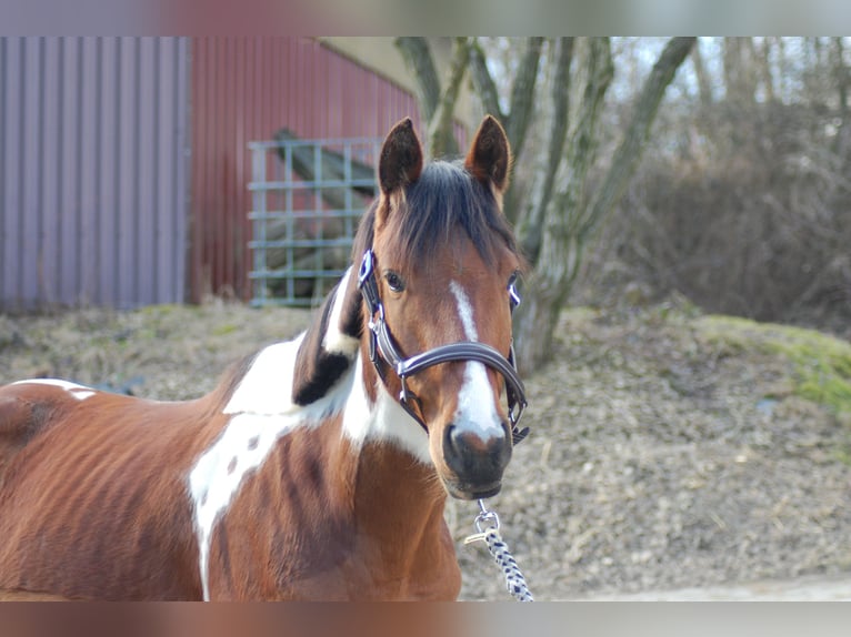 Deutsches Reitpony Mix Stute 5 Jahre 149 cm Schecke in Wermelskirchen