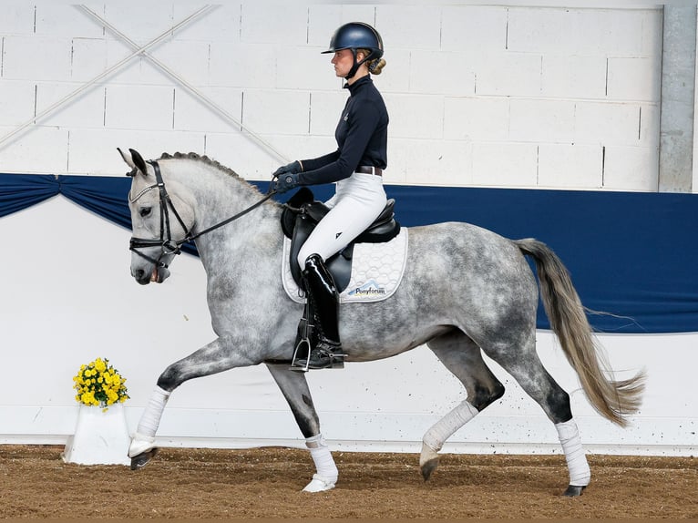Deutsches Reitpony Stute 5 Jahre 149 cm Schimmel in Marsberg