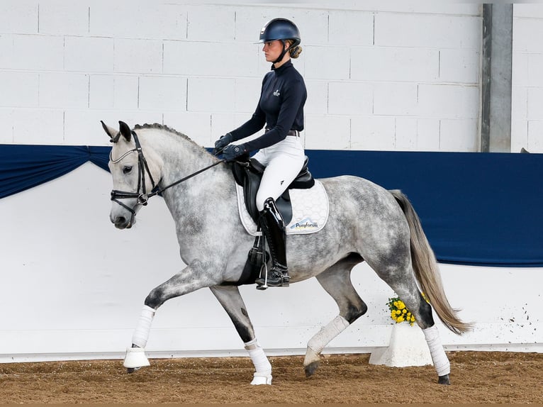 Deutsches Reitpony Stute 5 Jahre 149 cm Schimmel in Marsberg