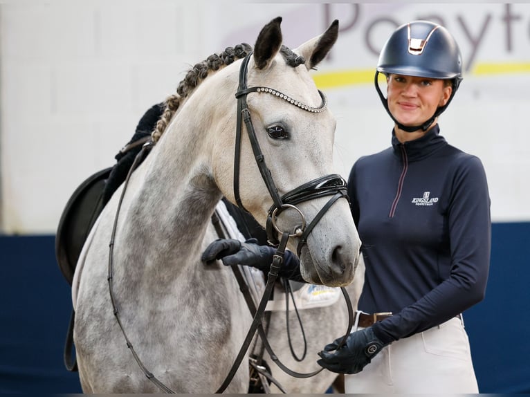 Deutsches Reitpony Stute 5 Jahre 149 cm Schimmel in Marsberg