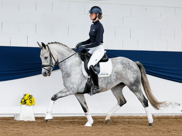 Deutsches Reitpony Stute 5 Jahre 149 cm Schimmel in Marsberg
