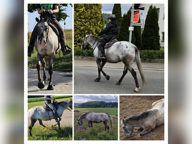 Deutsches Reitpony Mix Stute 5 Jahre 150 cm Apfelschimmel in Sankt Johann