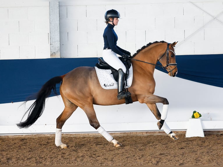 Deutsches Reitpony Stute 5 Jahre 150 cm Brauner in Marsberg