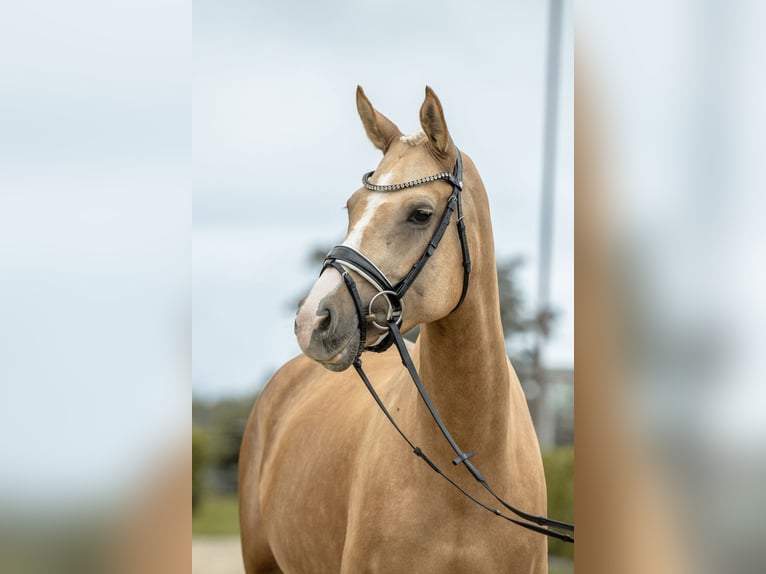 Deutsches Reitpony Stute 5 Jahre 150 cm Palomino in Gomadingen