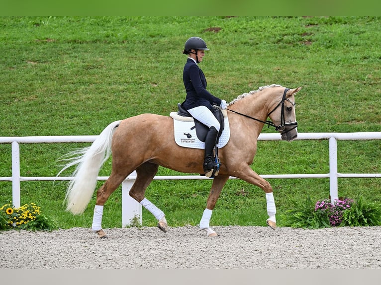 Deutsches Reitpony Stute 5 Jahre 150 cm Palomino in Gomadingen