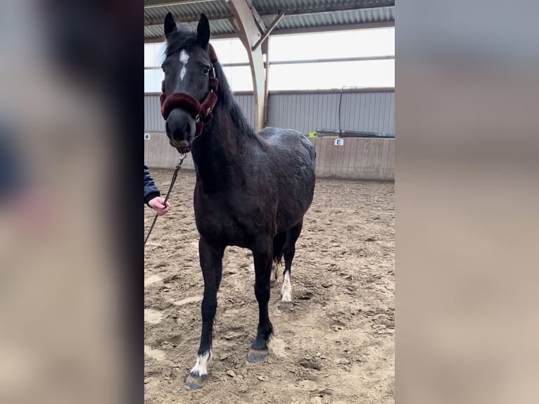 Deutsches Reitpony Stute 5 Jahre 150 cm Rappe in Kellinghusen