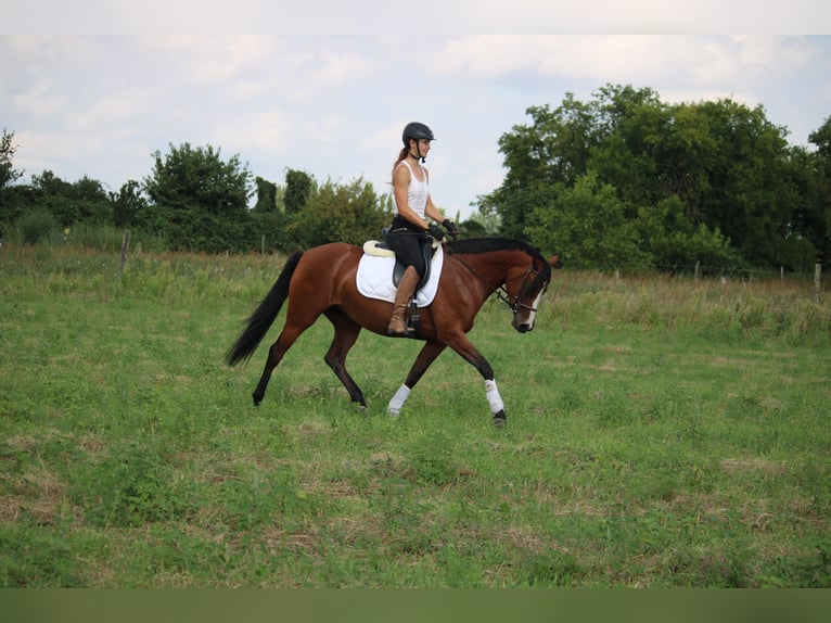 Deutsches Reitpony Stute 5 Jahre 151 cm Brauner in Leest