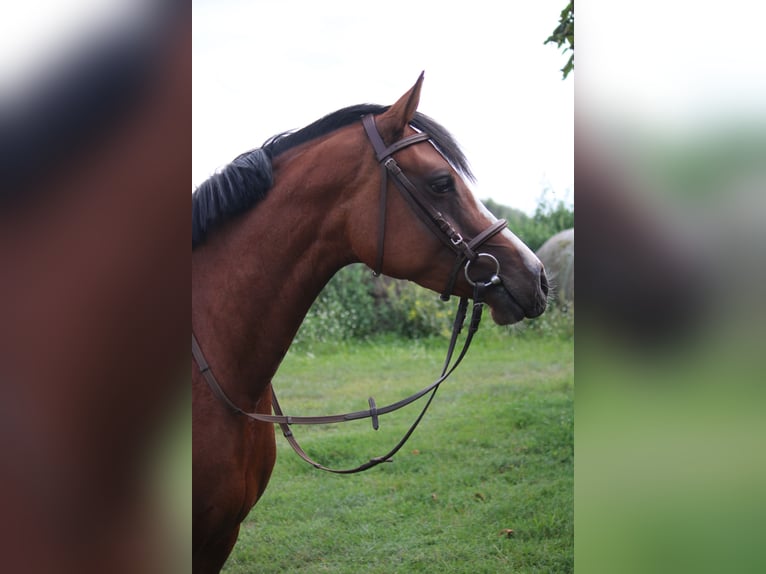 Deutsches Reitpony Stute 5 Jahre 151 cm Brauner in Leest