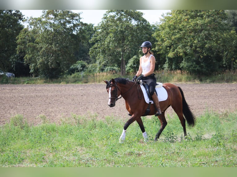 Deutsches Reitpony Stute 5 Jahre 151 cm Brauner in Leest