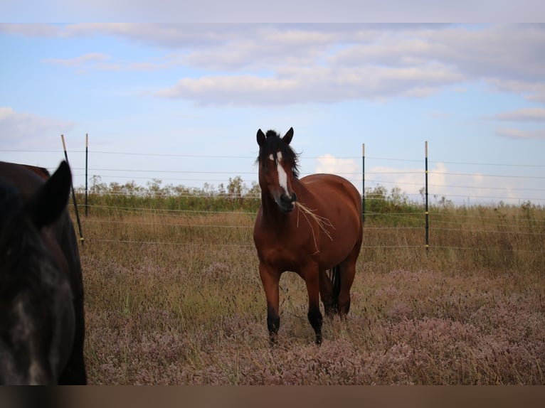 Deutsches Reitpony Stute 5 Jahre 151 cm Brauner in Garlstorf